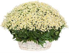 Цветочная композиция из Ромашки в корзине #REPLACE_PRED# Нолинске